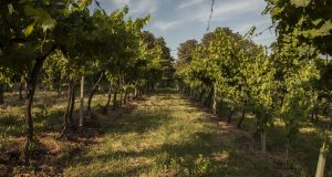 Uno dei vigneti in cui si terrà il picnic