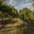 Uno dei vigneti in cui si terrà il picnic