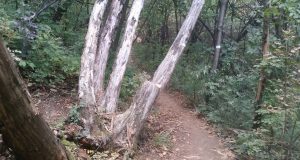 Un albero in condizioni precarie lungo il percorso vita del Monte Orfano, a Rovato