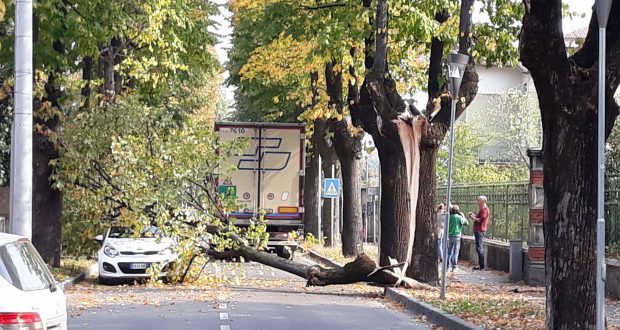 L'albero caduto in via Marconi