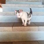 Gattino da adottare a Rovato