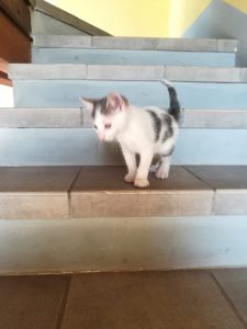 Gattino da adottare a Rovato