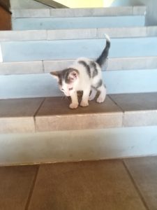 Gattino da adottare a Rovato