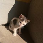 Gattino da adottare a Rovato