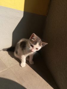 Gattino da adottare a Rovato