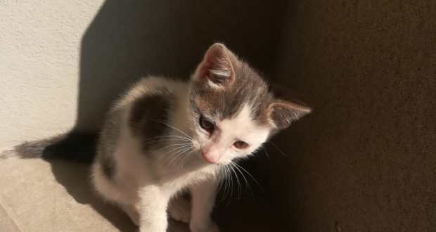 Gattino da adottare a Rovato