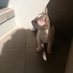 Gattino da adottare a Rovato