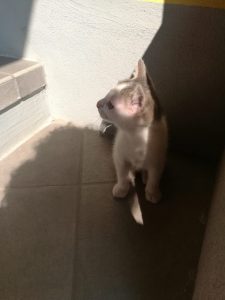 Gattino da adottare a Rovato