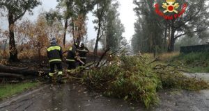 Albero caduto, foto generica