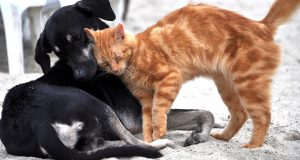 Cane e gatto, foto da pixabay