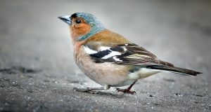 Fringuello, foto generica