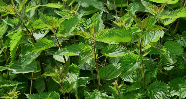 Ortica, foto generica da Pixabay