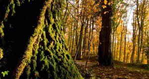 Foresta Umbra Gargano