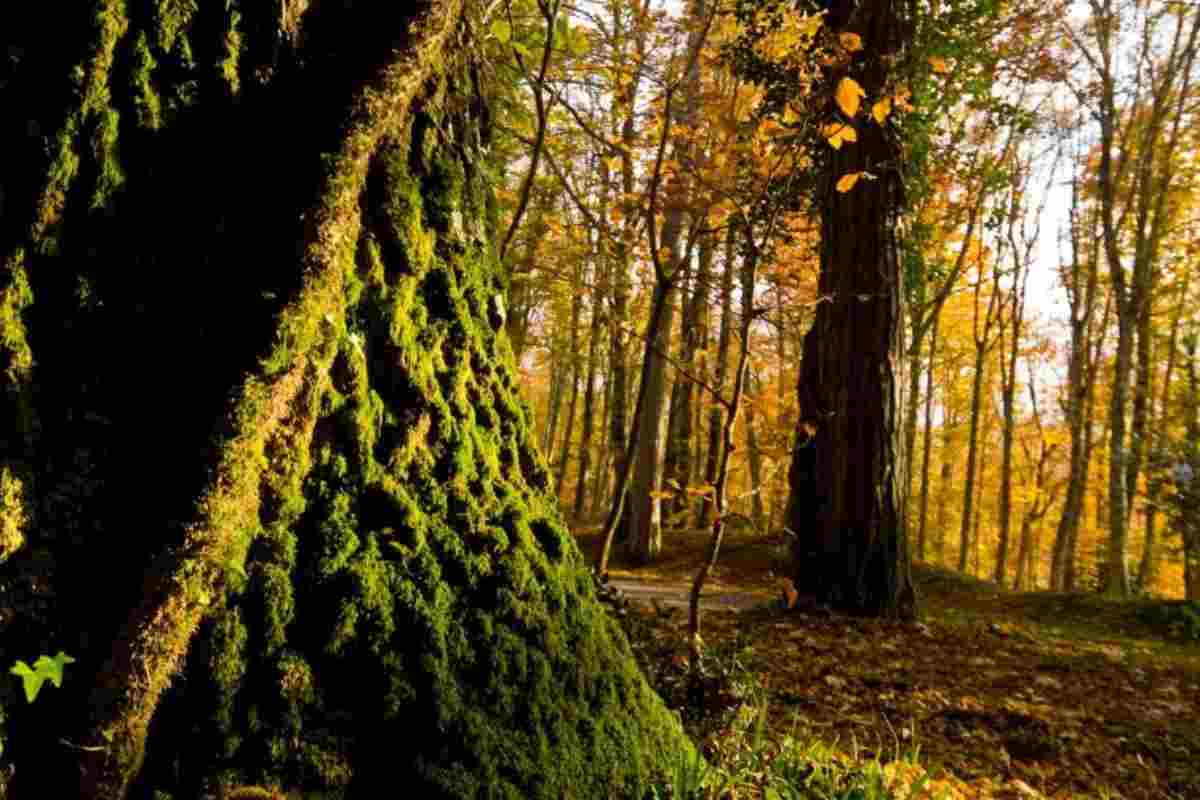 Foresta Umbra Gargano