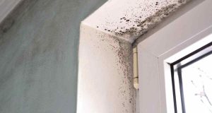 muffa e condensa combattila con queste piante