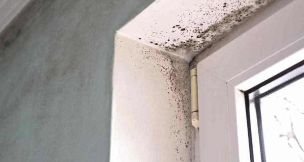 muffa e condensa combattila con queste piante